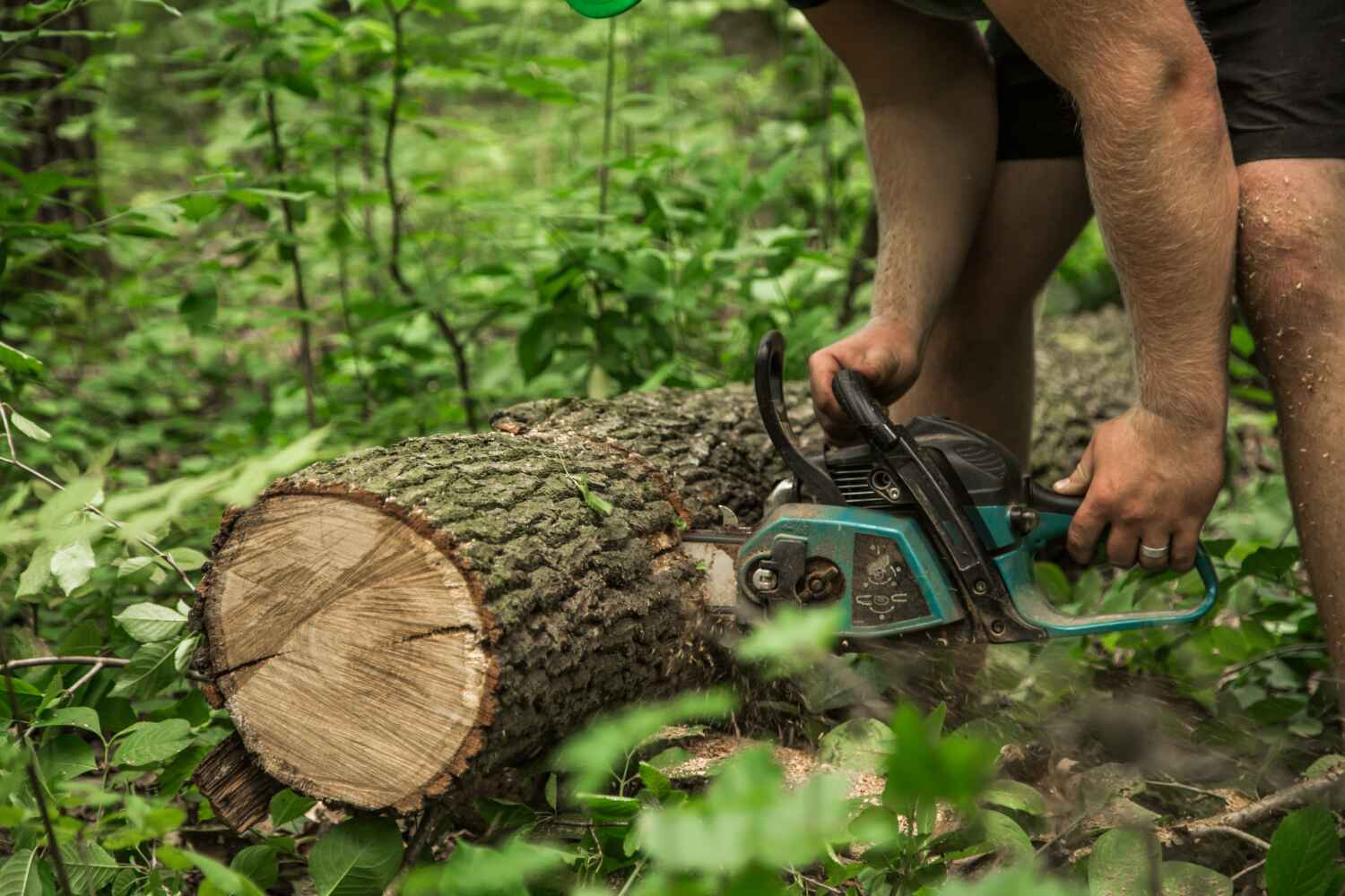 Dead Tree Removal in Weston, WV